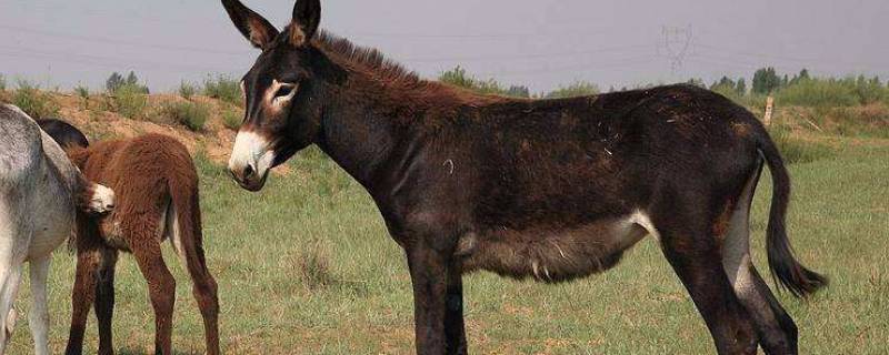 毛驴在沙漠中能走吗（沙漠骆驼毛驴拉磨）