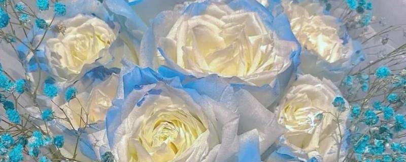 碎冰蓝玫瑰可以送男生吗（蓝玫瑰可以送男朋友吗）