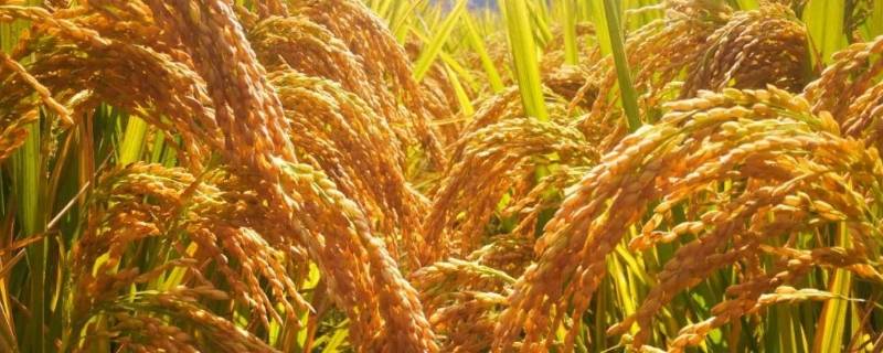 巨型稻亩产多少斤（超级稻亩产最高多少斤）