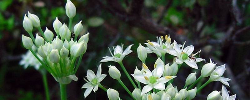 破壁机打韭菜花用哪个功能（破壁机打韭菜花用哪个功能键）