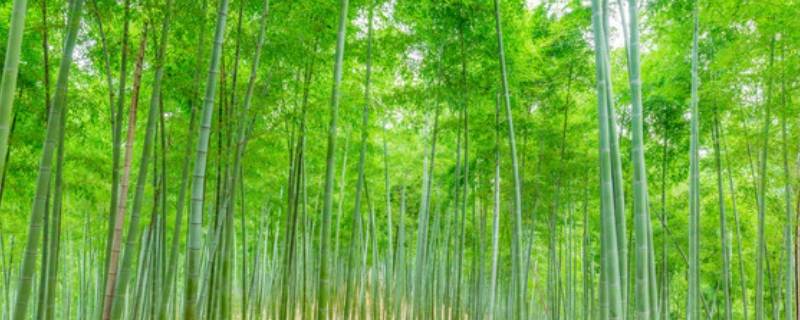 以竹子为寓意的小院名字 有竹子的院子取名