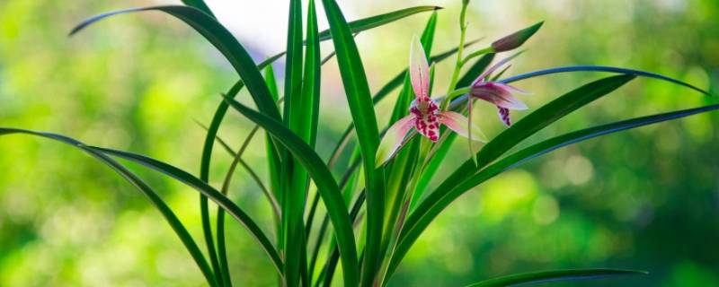 七彩虹钻兰花的特征（七彩虹钻兰花的特征交易）