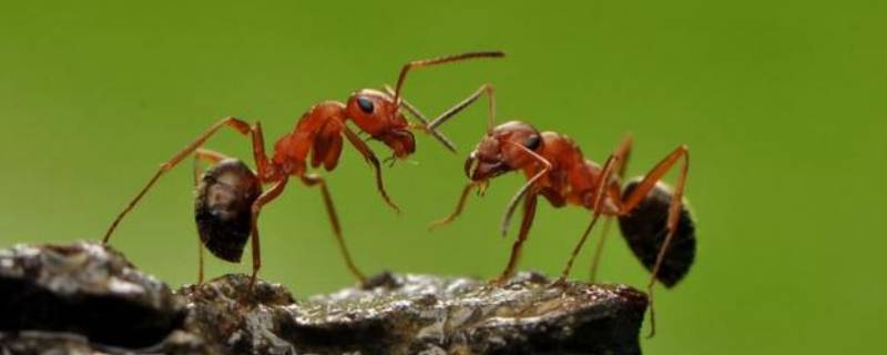 蚂蚁爱在什么地方干什么拟人句（小蚂蚁在干什么拟人句）