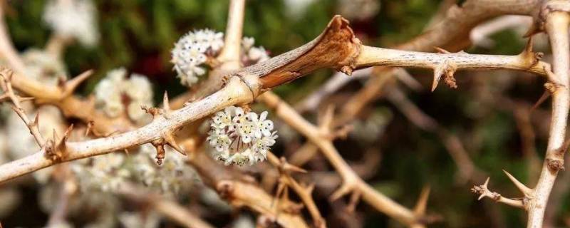 鲜花与荆棘并存什么意思 生活本来就是鲜花和荆棘并存的意思