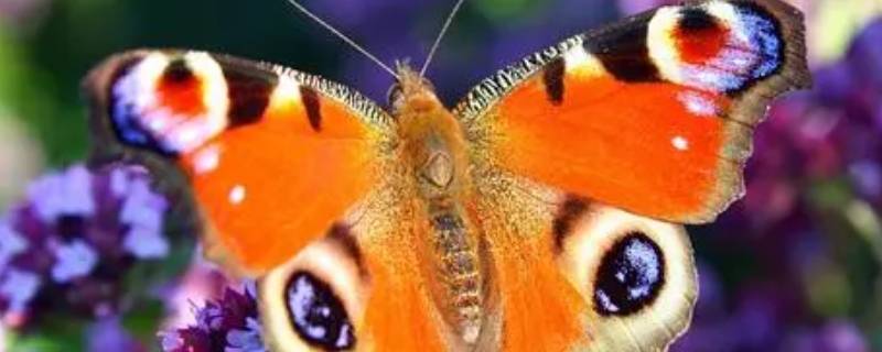 大孔雀蝶的食性 大孔雀蝶的食性及捕食技能