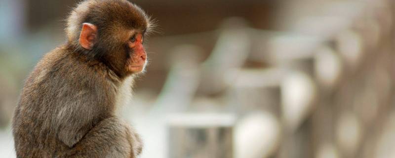 七上八下九得利打一生肖 七上八下九什么意思打一生肖