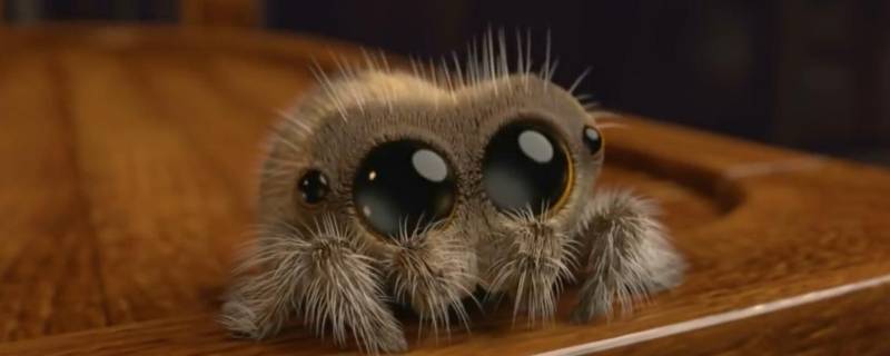 为什么小蜘蛛喜欢爬到衣服上 为什么小蜘蛛喜欢爬到衣服上有黑点