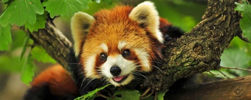 怎么判断是不是浣熊毛 什么是浣熊毛