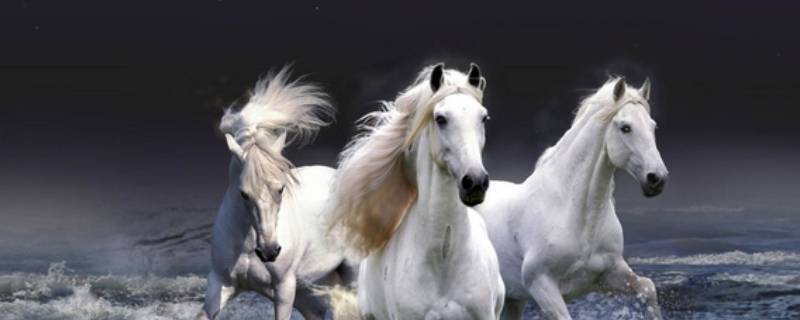 属马的用什么牌匾（佩戴马牌的寓意）