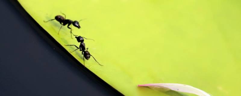 家里有小黑蚂蚁怎么能彻底消灭（家里有小黑蚂蚁怎么能彻底消灭掉）