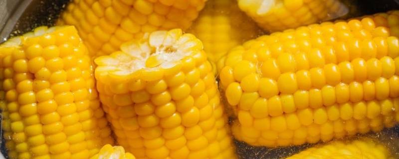 如何煮玉米棒才好吃 煮玉米棒的方法