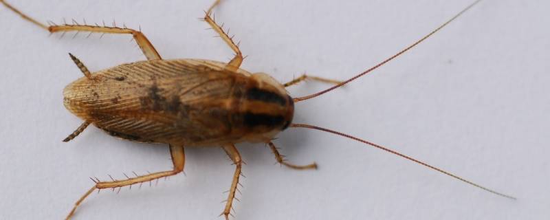 小蟑螂太多了有没有什么办法处理（小蟑螂太多了有没有什么办法处理好）