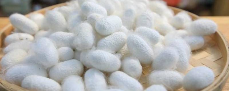蚕茧怎么抽丝做蚕丝被（怎样抽蚕丝做蚕丝被）