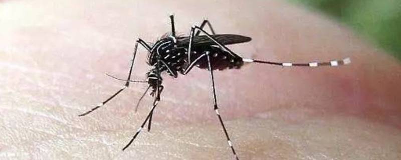 怎么找到蚊子藏在哪 蚊子隐藏在哪里