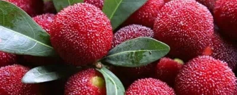 杨梅买太多了怎么保鲜（杨梅保鲜）