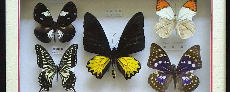 蝴蝶标本怎么做 动森蝴蝶标本怎么做