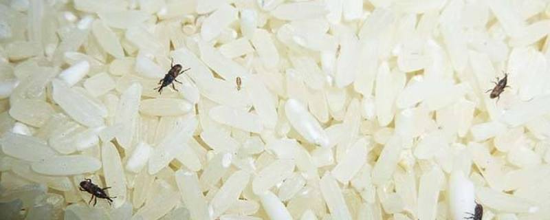 米长虫了怎么快速处理 米长虫怎么能处理干净