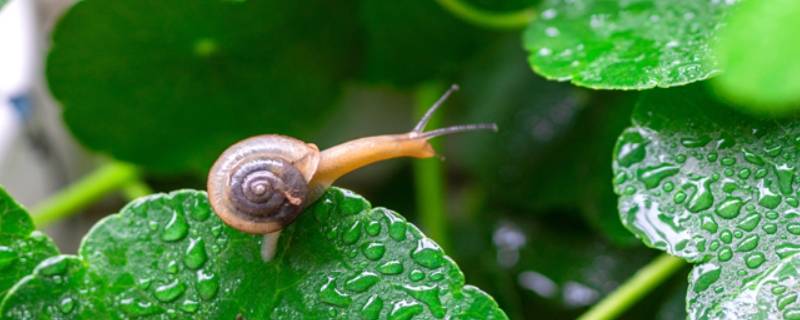 怎样分辨蜗牛有毒（常见蜗牛有毒吗）