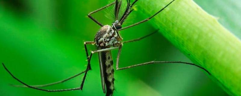 农村有很多蚊子用什么方法解决 农村的蚊子多有什办法吗?