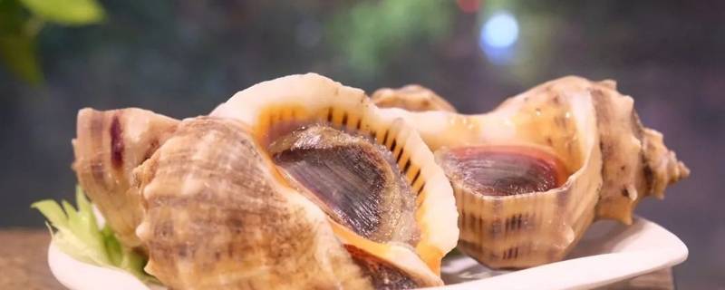 海螺怎么吃法家庭吃法 海螺 吃法