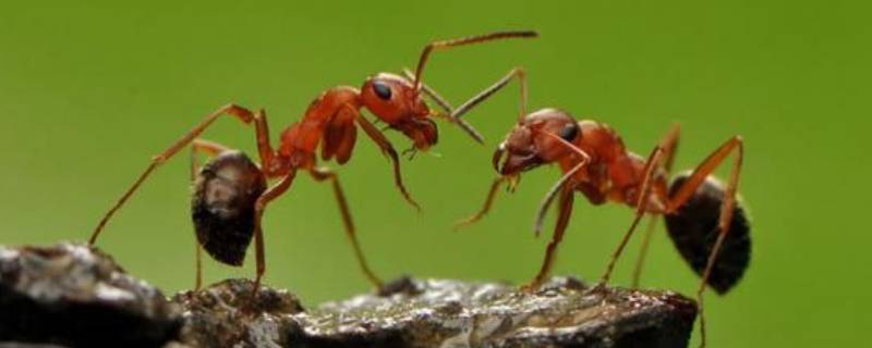室内蚂蚁用什么方法可以消灭（室内蚂蚁怎么能彻底消灭）