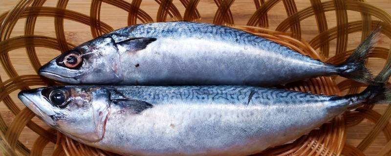 大鲅鱼怎么收拾干净详细步骤 鲅鱼怎么处理干净