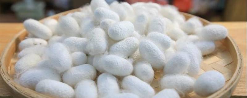 蚕茧怎么保存 蚕茧怎么保存产卵