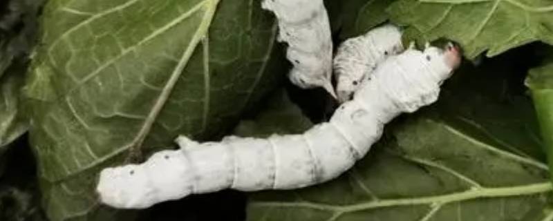 蚕怎么吐丝的（蚕怎么吐丝的过程）