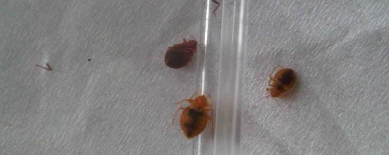 臭虫如何彻底灭杀 臭虫怎样才能彻底的灭杀