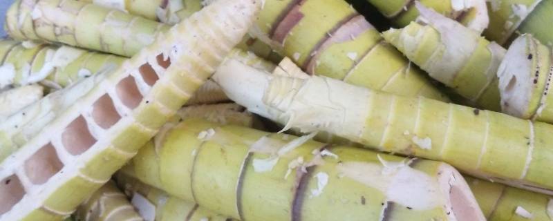 楠竹笋怎么做好吃 楠竹竹笋怎么做好吃
