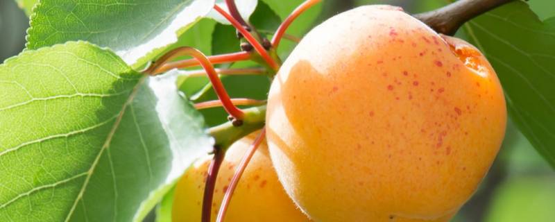 杏子冷藏可以保存多久 杏子能冷冻保存吗
