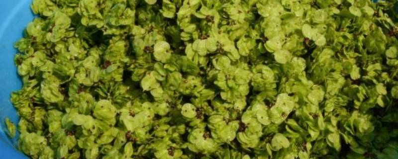 冷冻起来的榆钱怎么吃 榆钱怎么冷冻保存