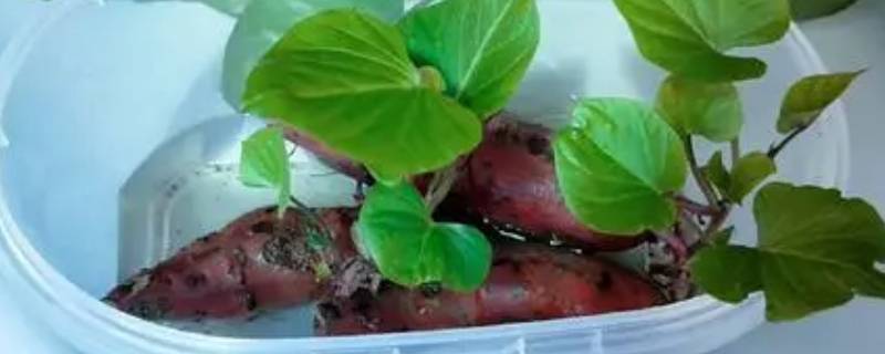 水培红薯的方法和步骤（红薯水培如何种植方法）