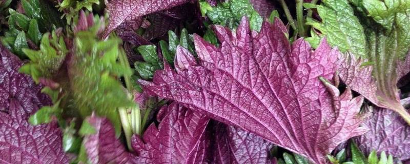 紫苏叶有哪些吃法（紫苏叶吃什么）