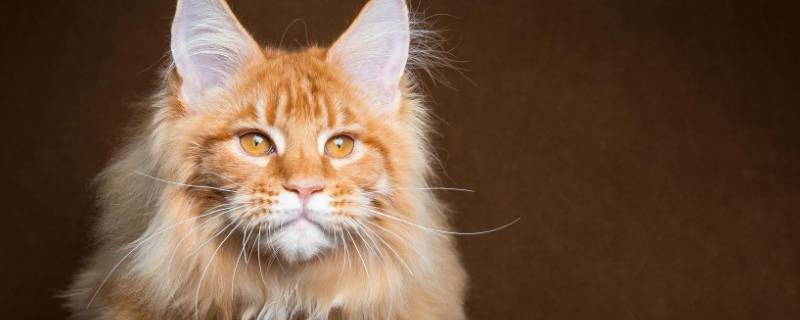 猫咪耳朵多久清理一次 小猫咪的耳朵多久清理一次