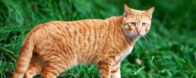 小猫咪可以喝牛奶吗 才出生的小猫咪可以喝牛奶吗