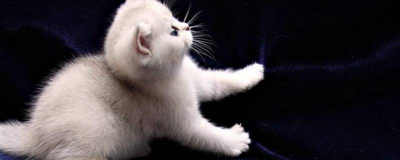 猫咪夏天会怕热吗 小猫咪夏天怕热吗