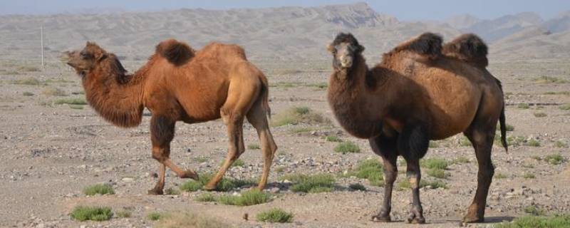 野骆驼群存在于中国的哪里（仅存的野骆驼群存在于中国的哪里）