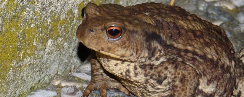 田鸡是癞蛤蟆吗（田鸡是蛤蟆么）