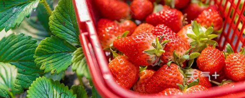 三十三颗草莓代表什么 33颗草莓的含义