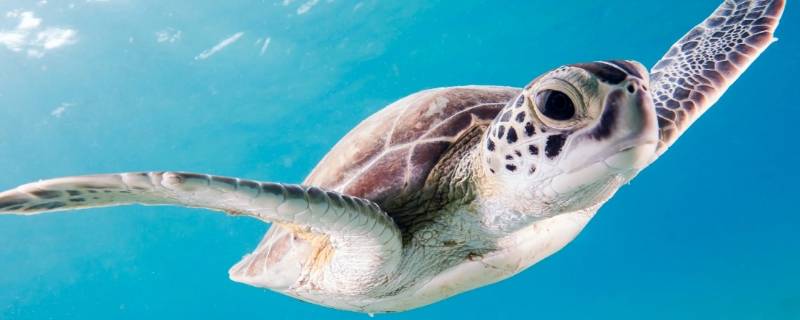 海龟是哺乳动物类吗 海龟属于哺乳