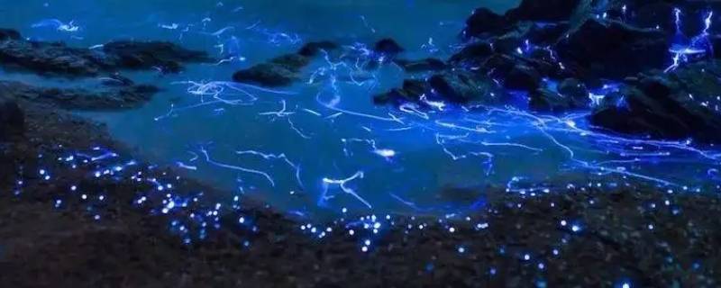 夜光藻和蓝眼泪的区别 夜光藻是蓝藻吗