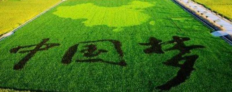 农村产业发展项目有哪些（农村发展产业什么项目最好）