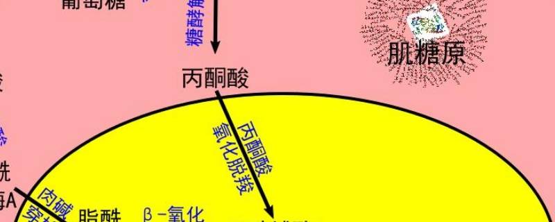 肌糖原可以分解吗 肌糖原怎样才能被分解