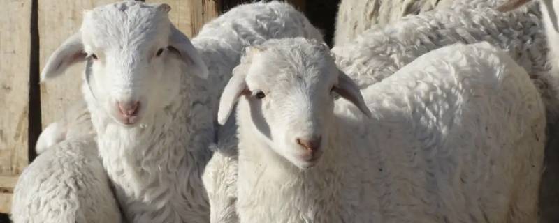 羊是什么科 羊是什么科动物