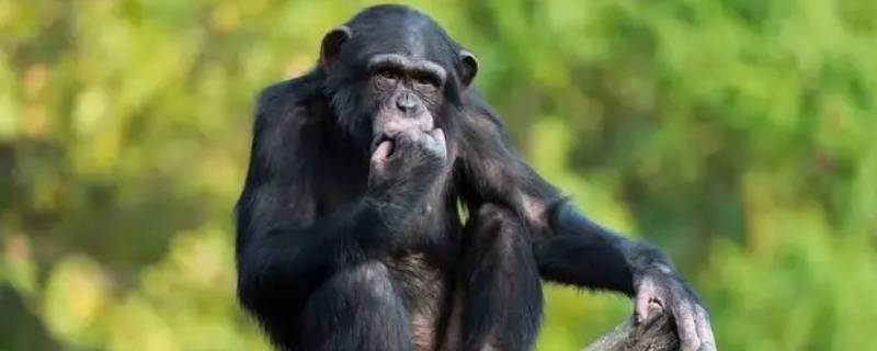 猩猩科为什么并入人科 人和猩猩是一个科的吗