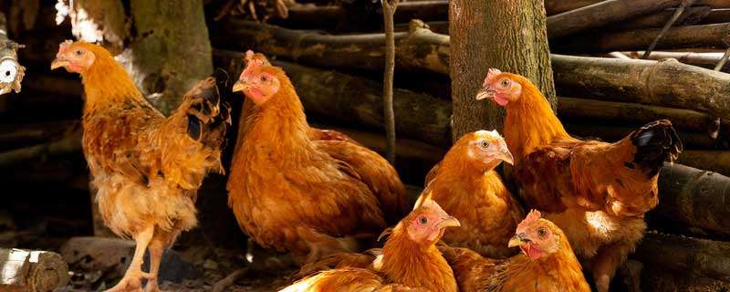 养鸡与鸡病防治方法 养鸡的常见病症及治疗方法