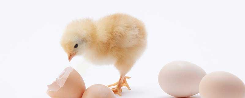 小鸡有白色的翅膀大概几天了 小鸡有白色的翅膀大概几天了还没下蛋
