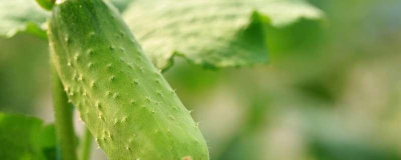 调控黄瓜叶片苦味的基因是 黄瓜苦味的发生是由于瓜内含有