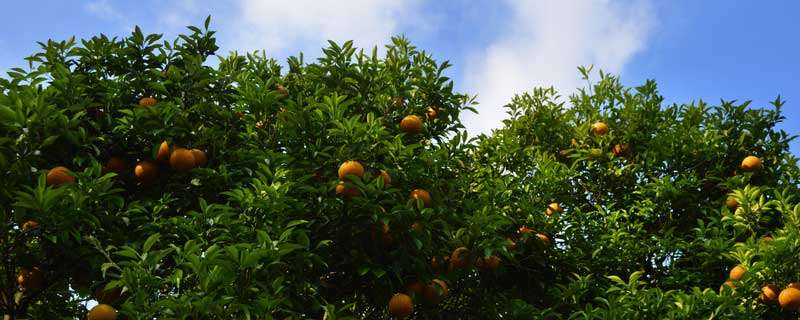 柑橘溃疡病用什么药可以铲除 柑橘溃疡病用什么药可以铲除果实
